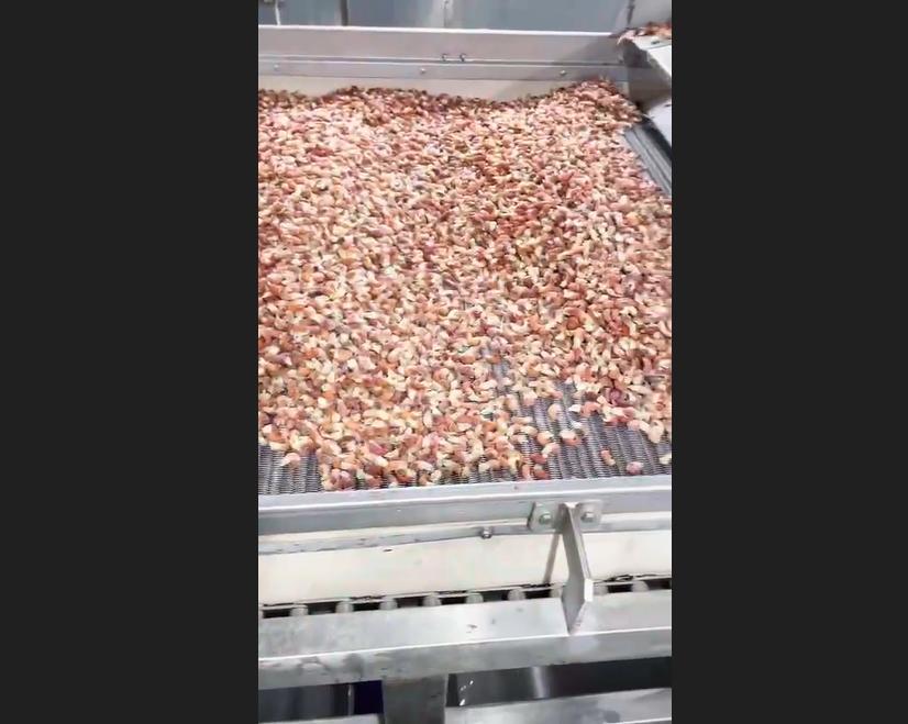 Quick frozen (IQF) fruit and vegetable fluidized bed